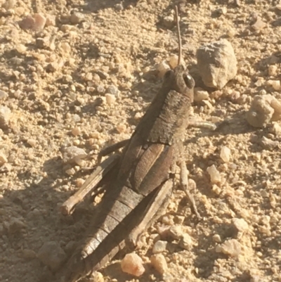 Percassa rugifrons (Mountain Grasshopper) at Murray Gorge, NSW - 6 Mar 2021 by NedJohnston