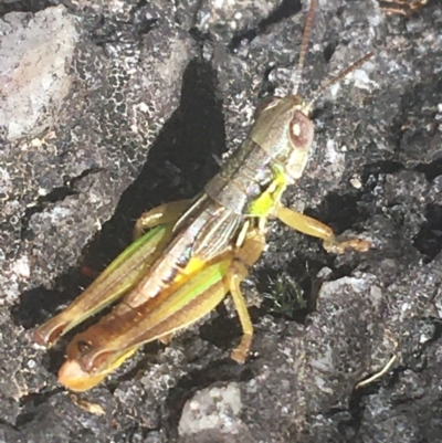 Kosciuscola cognatus (A grasshopper) at Murray Gorge, NSW - 6 Mar 2021 by NedJohnston