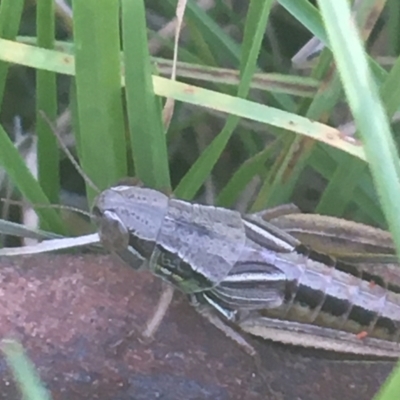 Kosciuscola cuneatus (A grasshopper) at Kosciuszko National Park - 6 Mar 2021 by Ned_Johnston