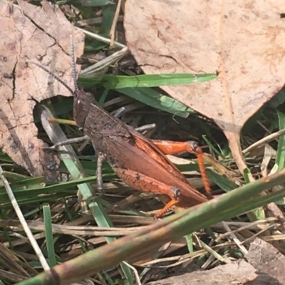 Goniaea opomaloides (Mimetic Gumleaf Grasshopper) at Kosciuszko National Park - 7 Mar 2021 by Ned_Johnston