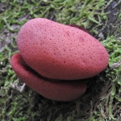 Fistulina sp. (A Beefsteak fungus) at Paddys River, ACT - 8 Mar 2021 by JohnBundock