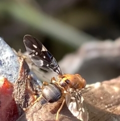 Acanthonevroides jarvisi (A fruit fly) at Murrumbateman, NSW - 8 Mar 2021 by SimoneC