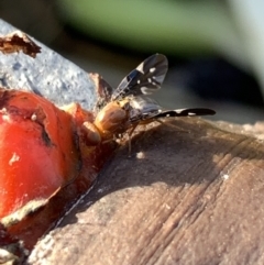 Acanthonevroides jarvisi at Murrumbateman, NSW - 8 Mar 2021