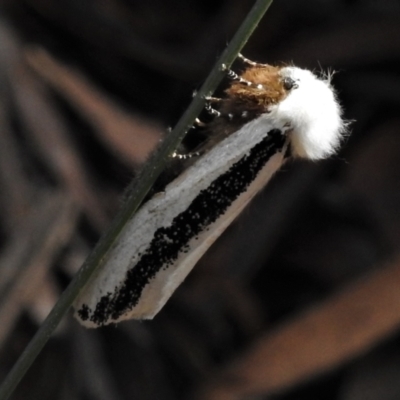 Oenosandra boisduvalii (Boisduval's Autumn Moth) at Namadgi National Park - 8 Mar 2021 by JohnBundock