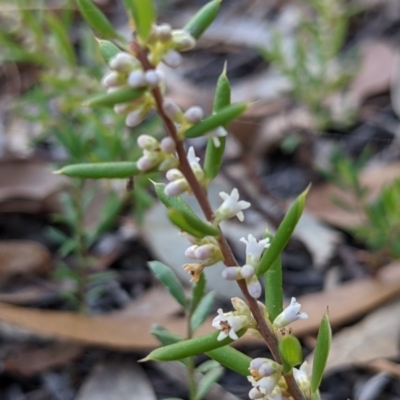 Monotoca scoparia (Broom Heath) at QPRC LGA - 8 Mar 2021 by camcols