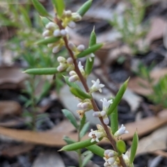Monotoca scoparia (Broom Heath) at Currawang, NSW - 8 Mar 2021 by camcols