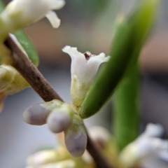 Monotoca scoparia at Currawang, NSW - 8 Mar 2021