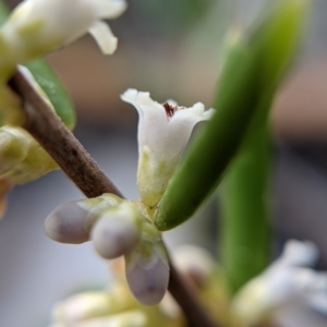 Monotoca scoparia at Currawang, NSW - 8 Mar 2021