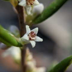 Monotoca scoparia at Currawang, NSW - 8 Mar 2021