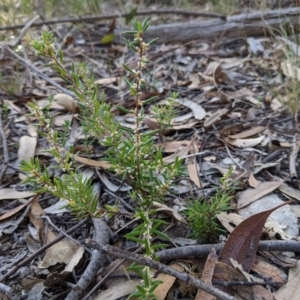 Monotoca scoparia at Currawang, NSW - 8 Mar 2021