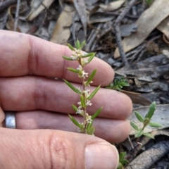 Monotoca scoparia at Currawang, NSW - 8 Mar 2021