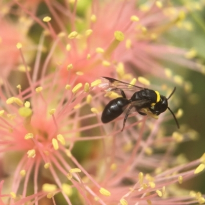 Hylaeus (Prosopisteron) primulipictus (Hylaeine colletid bee) at ANBG - 8 Mar 2021 by PeterA