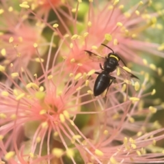 Hylaeus (Prosopisteron) primulipictus at Acton, ACT - 8 Mar 2021