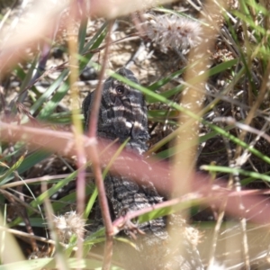 Pogona barbata at Tuggeranong DC, ACT - 8 Jan 2021