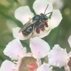 Lipotriches (Austronomia) ferricauda (Halictid bee) at ANBG - 8 Mar 2021 by PeterA