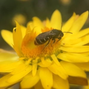 Lipotriches (Austronomia) ferricauda at Acton, ACT - 8 Mar 2021