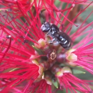 Lipotriches (Austronomia) ferricauda at Acton, ACT - 8 Mar 2021