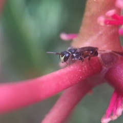 Hylaeus (Prosopisteron) littleri (Hylaeine colletid bee) at ANBG - 8 Mar 2021 by PeterA