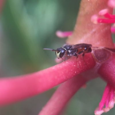 Hylaeus (Prosopisteron) littleri (Hylaeine colletid bee) at ANBG - 8 Mar 2021 by PeterA