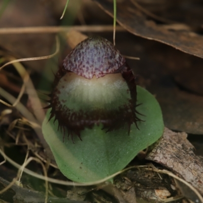 Corysanthes hispida (Bristly Helmet Orchid) at Tidbinbilla Nature Reserve - 8 Mar 2021 by melanoxylon