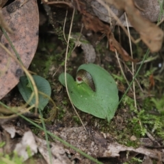 Corysanthes hispida at Paddys River, ACT - 8 Mar 2021