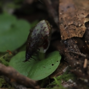 Corysanthes hispida at Paddys River, ACT - 8 Mar 2021