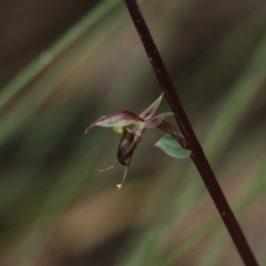 Acianthus exsertus (Large Mosquito Orchid) at Paddys River, ACT - 8 Mar 2021 by melanoxylon