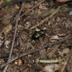 Cardiothorax australis at Paddys River, ACT - 8 Mar 2021