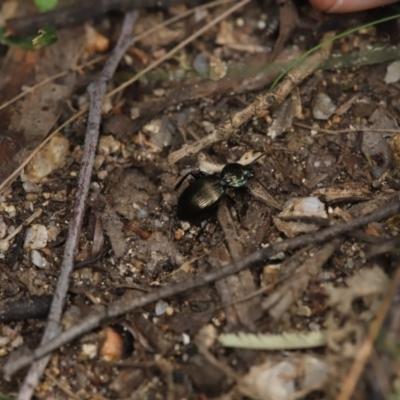 Cardiothorax australis at Paddys River, ACT - 7 Mar 2021 by melanoxylon