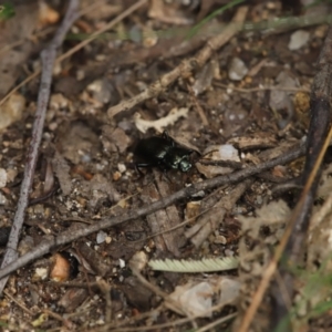 Cardiothorax australis at Paddys River, ACT - 8 Mar 2021