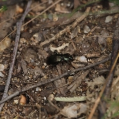 Cardiothorax australis at Paddys River, ACT - 8 Mar 2021 10:57 AM