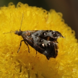 Tebenna micalis at Paddys River, ACT - 8 Mar 2021 02:29 PM