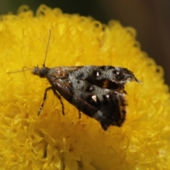 Tebenna micalis (Small Thistle Moth) at Gibraltar Pines - 8 Mar 2021 by melanoxylon