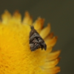 Tebenna micalis at Paddys River, ACT - 8 Mar 2021 02:29 PM