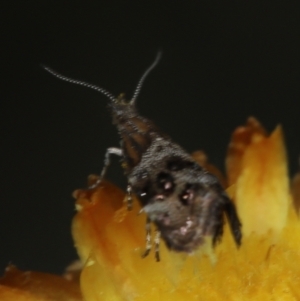 Tebenna micalis at Paddys River, ACT - 8 Mar 2021