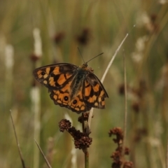 Heteronympha penelope (Shouldered Brown) at Gibraltar Pines - 8 Mar 2021 by melanoxylon