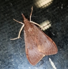 Uresiphita ornithopteralis (Tree Lucerne Moth) at Cook, ACT - 6 Mar 2021 by drakes