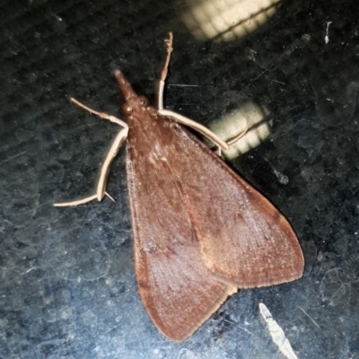 Uresiphita ornithopteralis (Tree Lucerne Moth) at Cook, ACT - 6 Mar 2021 by drakes