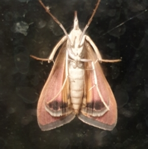 Uresiphita ornithopteralis at Cook, ACT - 6 Mar 2021