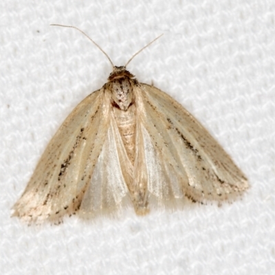 Acrapex albicostata (Dark-streaked Moth) at Melba, ACT - 6 Mar 2021 by Bron