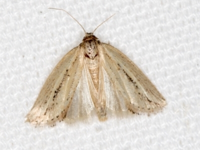 Acrapex albicostata (Dark-streaked Moth) at Melba, ACT - 6 Mar 2021 by Bron