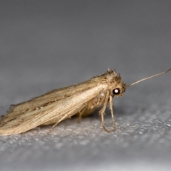 Lepidoptera unclassified ADULT moth at Melba, ACT - 7 Mar 2021