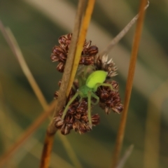 Neosparassus patellatus (Tasmanian Badge Huntsman) at Gibraltar Pines - 8 Mar 2021 by melanoxylon