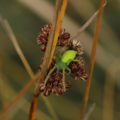 Neosparassus patellatus (Tasmanian Badge Huntsman) at Paddys River, ACT - 8 Mar 2021 by melanoxylon