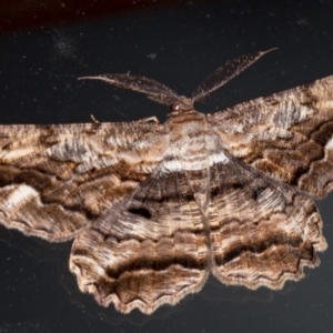 Scioglyptis lyciaria at Melba, ACT - 7 Mar 2021