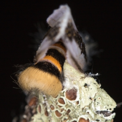 Oenosandra boisduvalii (Boisduval's Autumn Moth) at Melba, ACT - 7 Mar 2021 by Bron