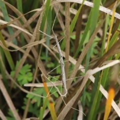 Phasmida sp. (order) (Unidentified stick insect) at Paddys River, ACT - 8 Mar 2021 by melanoxylon
