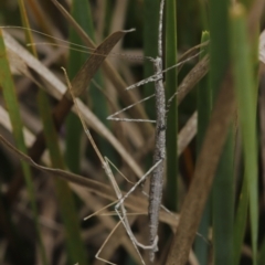 Phasmida sp. (order) at Paddys River, ACT - 8 Mar 2021
