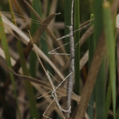 Phasmatodea (order) at Paddys River, ACT - 8 Mar 2021 12:43 PM