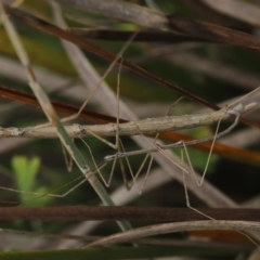 Phasmatodea (order) at Paddys River, ACT - 8 Mar 2021 12:43 PM